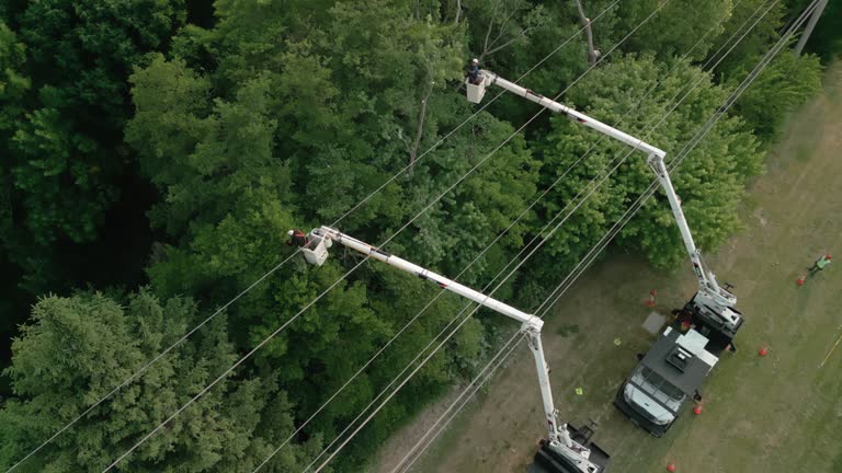 Best Tree and Shrub Care  in Hodgkins, IL
