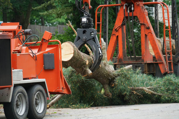 Best Tree Removal  in Hodgkins, IL