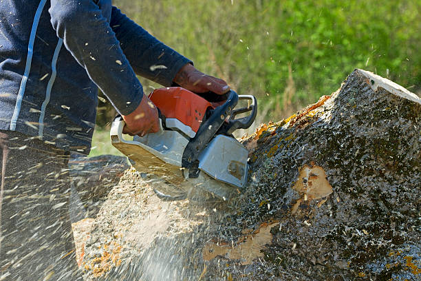 Best Tree Disease Treatment  in Hodgkins, IL